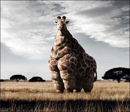 ps恶搞高大肥壮的长颈鹿动物图片