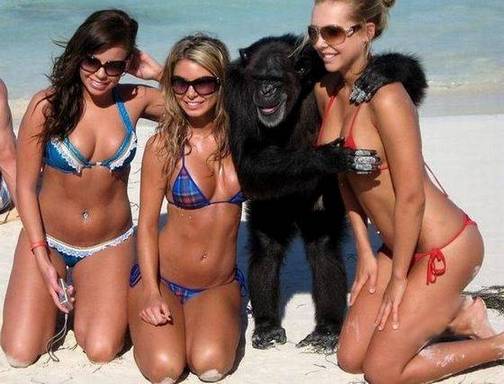 美女爆笑图片之黑猩猩的福利
