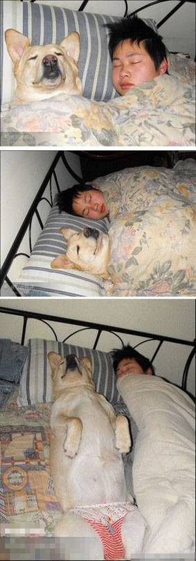 爆笑动物图片之与主人睡觉的狗狗
